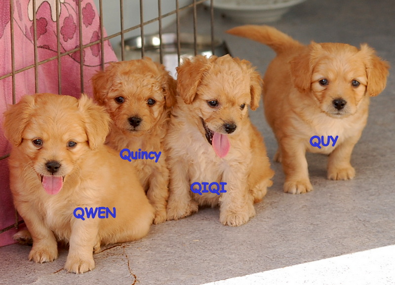 Q-pups