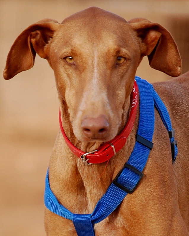 DINGO-kop