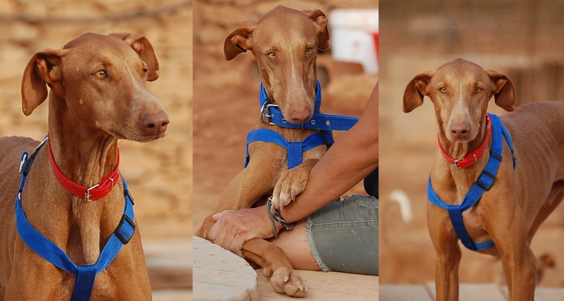 dingo-s-2